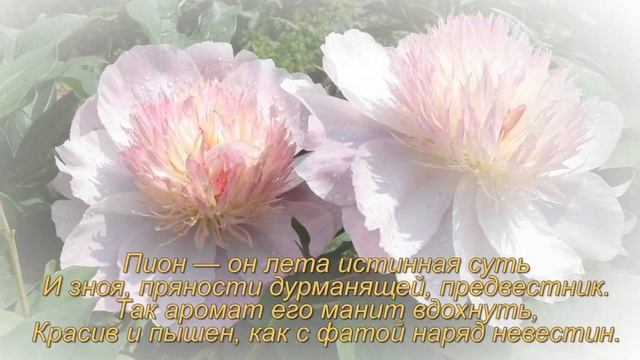 Доброго утра! Когда пион цветет в июне смотреть онлайн