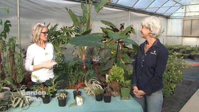 Little Prince Indoor Plants - Beau Chateau смотреть онлайн