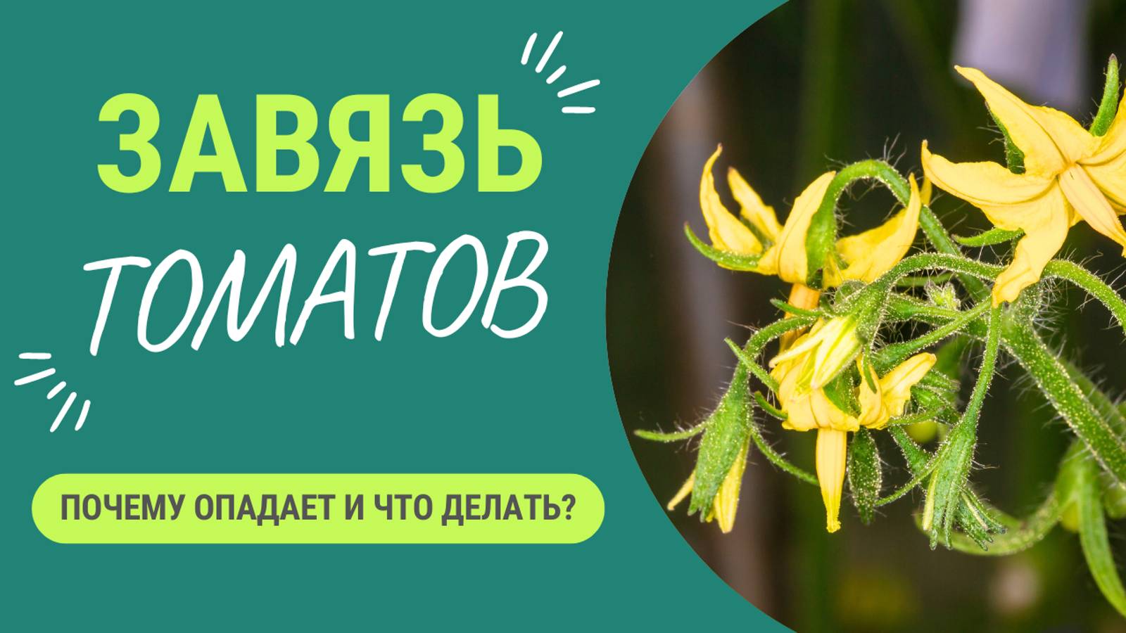 Опадает завязь на томатах? Вот как избежать этого! смотреть онлайн