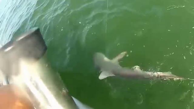 Grouper eats 4ft shark in one bite смотреть онлайн