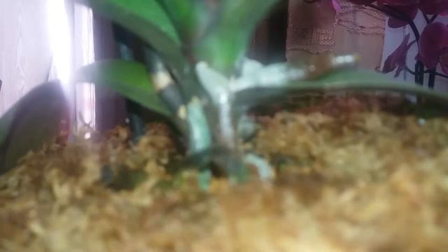 #орхидеи Софийка, Мастер Пис, Ферера и прочие орхи. Обзор окна. Уход. смотреть онлайн