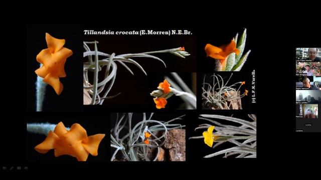 BSLBV Presents Luiz Filipe Varella Bromeliads From Southern Brazil смотреть онлайн