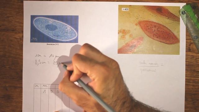 MÉTHODE : Calculer la taille réelle d'une cellule ou d'un micro-organisme смотреть онлайн