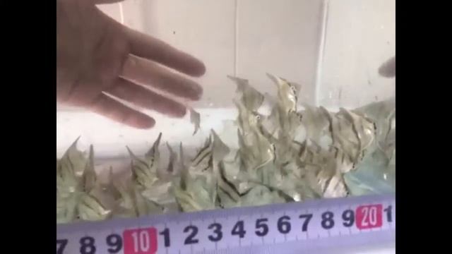 малек скалярии полосатой смотреть онлайн