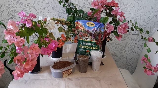 БУГЕНВИЛЛИЯ. Уход, размножение бугенвиллии черенками, состав грунта на канале "Цветочная фея" смотреть онлайн