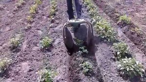 Дисковый окучник своими руками. Підгортання картоплі.