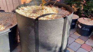 ГОЛУБИКА! Всё, БУДЕМ ВЫРАЩИВАТЬ В ГОРШКАХ!