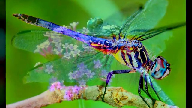 Eddi Reader - Dragonflies