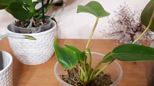 Супер НОВИНКИ! Орхидеи Пират Пикоти,  Монако,  Парфюмерная фабрика,  Дикий персик. (от Иры)