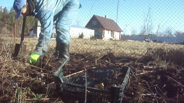 Выращивание топинамбура #681 смотреть онлайн