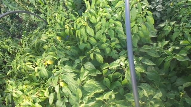 Выбираем место для посадки лука. смотреть онлайн