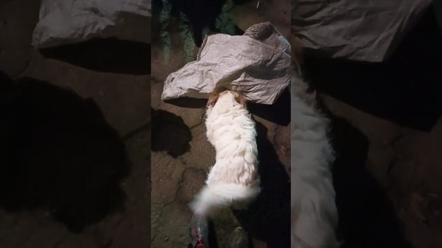 Боюсь мышей)