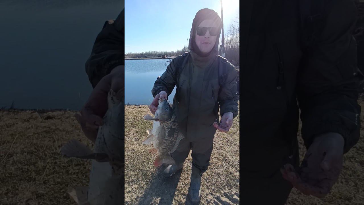 Большой карп.Рыбалка на карпа. #рыбалка #shortvideo #fishing #carpfishing #fishingvideo #carp #карп смотреть онлайн