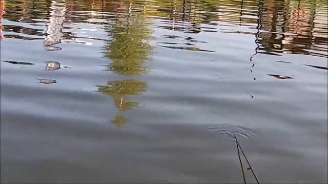 Ловля осетра и поимки форели на первом секторе, Клёвое место д. Савельево смотреть онлайн