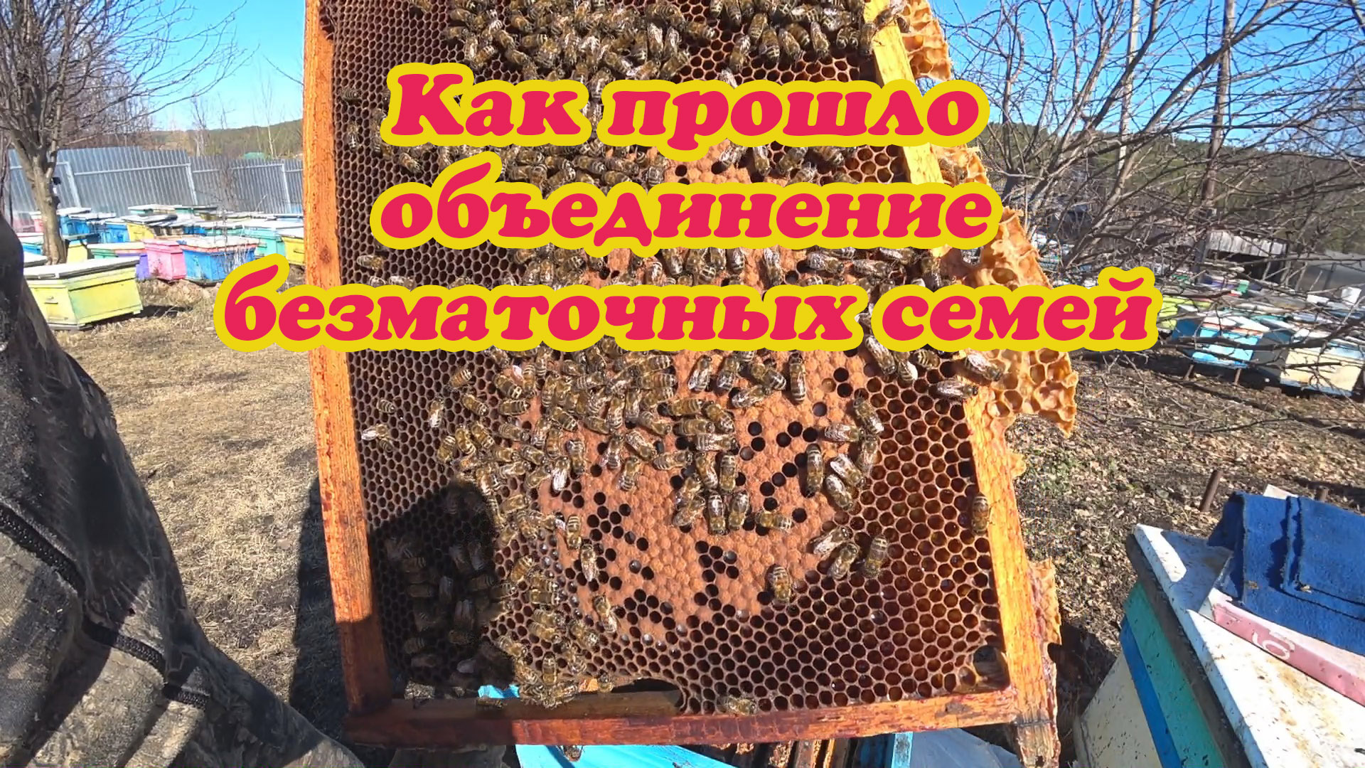 КАК ПРОШЛО ОБЪЕДИНЕНИЕ БЕЗМАТОЧНЫХ СЕМЕЙ, ОБЗОР ПОСЫЛКИ И ПЕРВАЯ ПЫЛЬЦА 2023 ГОДА. смотреть онлайн