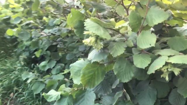 Саженцы фундука сорта Трапезунд. Питомник «Трапезунд-Крым» смотреть онлайн