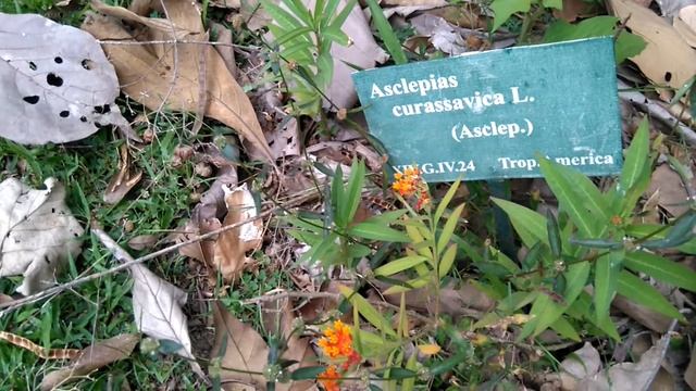 Tropical Milkweed, bloodflower, blood flower, cotton bush (Asclepias curassavica) смотреть онлайн