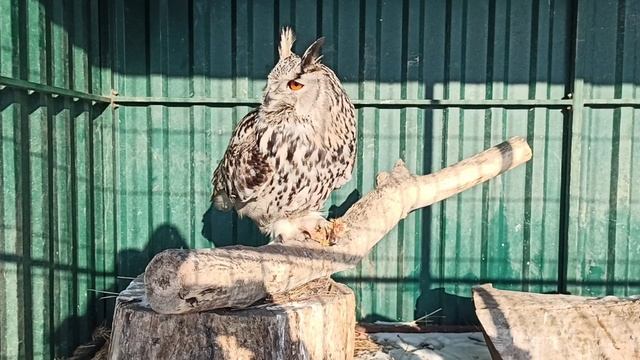 Забот полон клюв???❤ смотреть онлайн