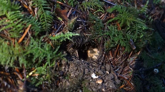 Let the Critters Be Your Guide: Truffling 101 - Winter White Truffle смотреть онлайн