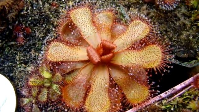 Drosera slackii ~ Sundew, Carnivorous Plant смотреть онлайн