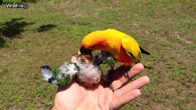 у папы на воспитании смотреть онлайн