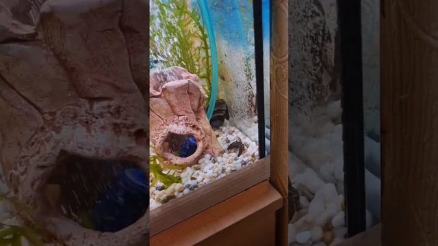 Селёдки растут)