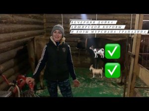 Дойка коровы , дойка козы.