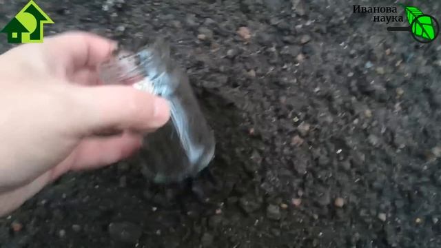 КРАСНЫМ СТЕРЖНЕМ по... НЕУЧАМ! Как ПРАВИЛЬНО использовать перекись водорода для проращивания семян. смотреть онлайн