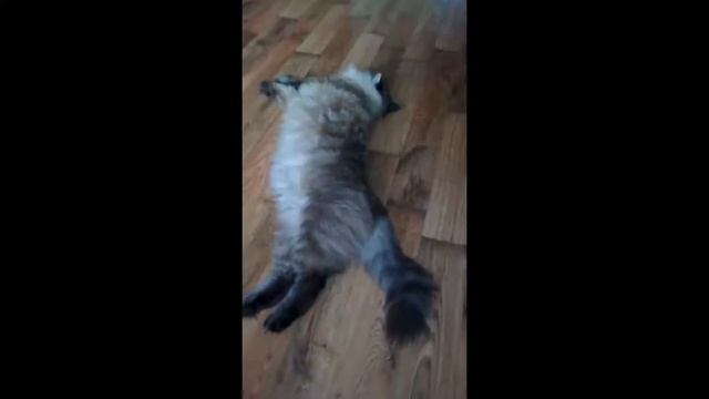 Крупный сибирский кот Филя!
