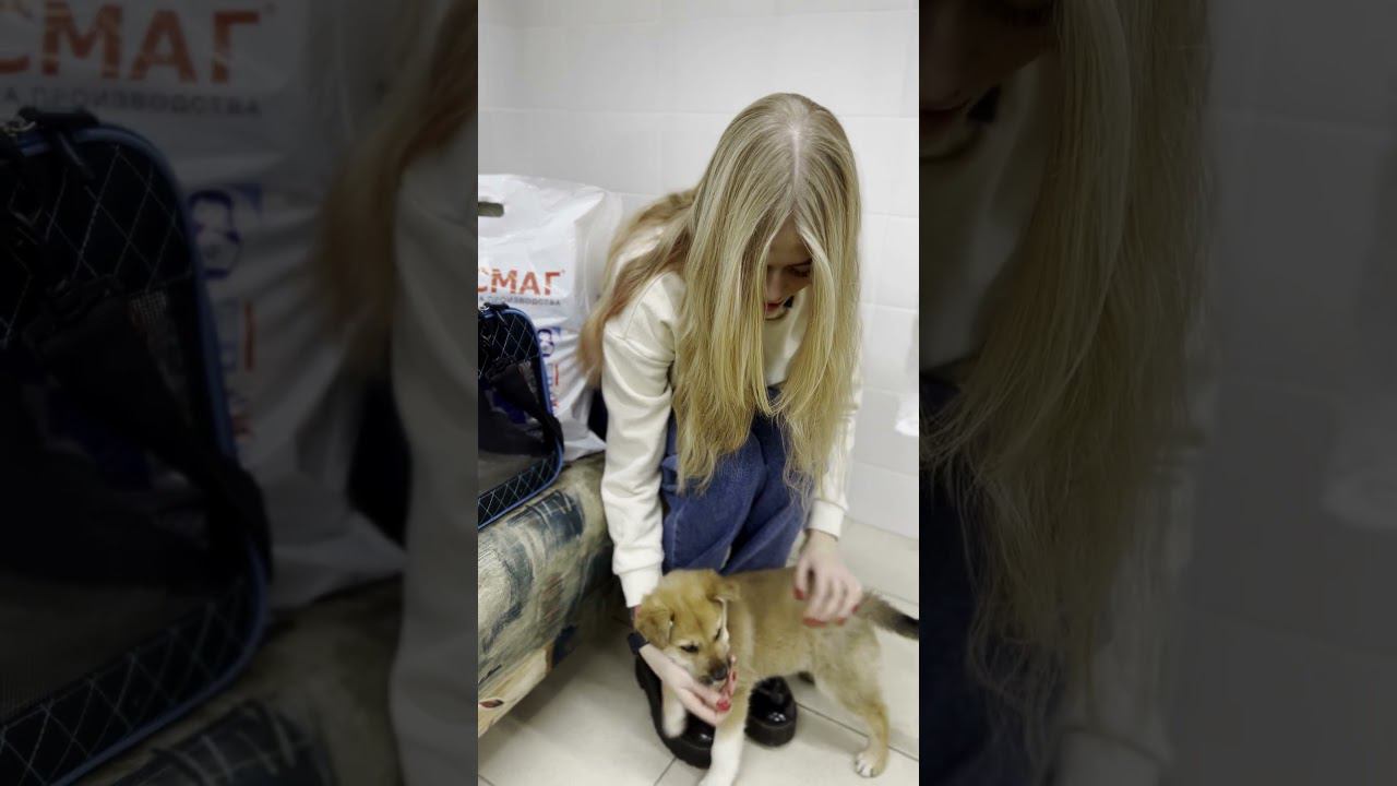Щенок Пончик едет домой #щенок #ветеринария #дом смотреть онлайн