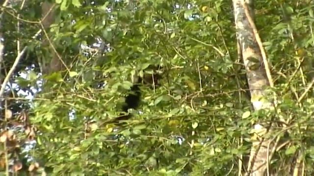 Камбоджа-2008. Провинция Мондулкири смотреть онлайн