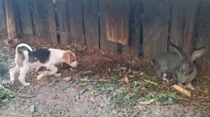 щенок русская пегая гончая