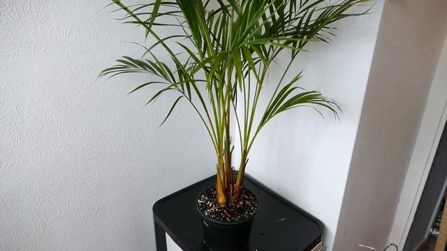 Repotting An Areca Palm