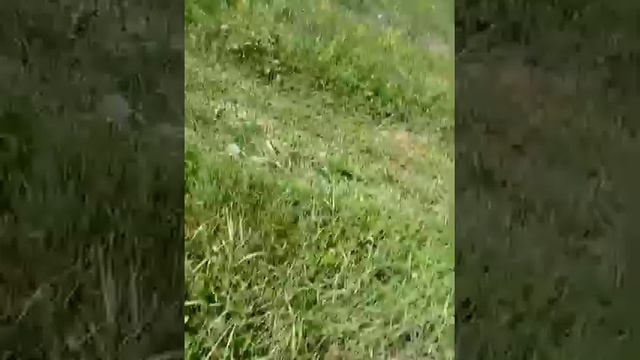 Цирк династии Довгалюк 1 часть смотреть онлайн