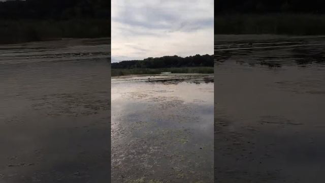 Болотоход 6.5 л.с по траве смотреть онлайн