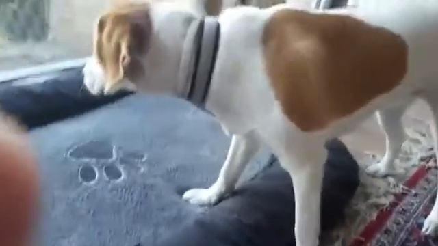 Как поймать осу. смотреть онлайн