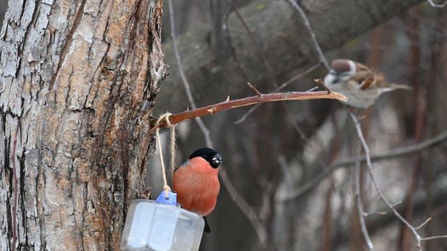 110424 Снегирь смотреть онлайн