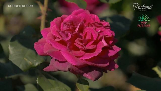 Коллекция Парфюм, ароматные розы Кордес. Parfuma Duftrosen-Kollektion Kordes смотреть онлайн