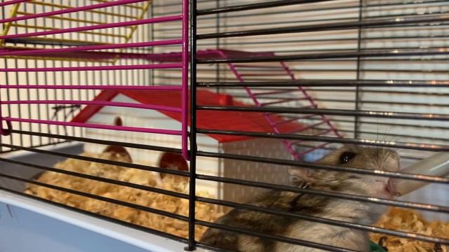 ГЛЯЖУ ЗА ХОМЯКОМ. ОН ВЫШЕЛ ПОИГРАТЬ смотреть онлайн