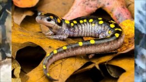 Аксолотль, интересные факты!