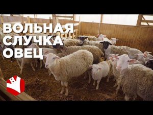 Вольная случка овец| Покрытие овец  | Фермерское хозяйство Капри