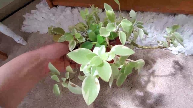 BEDROOM PLANT TOUR 2020 // JONES & PLANTS смотреть онлайн