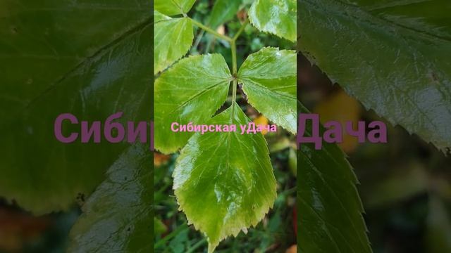 Сибирь жжёт #дача #сибирь #влог #сибирскаяуДача смотреть онлайн