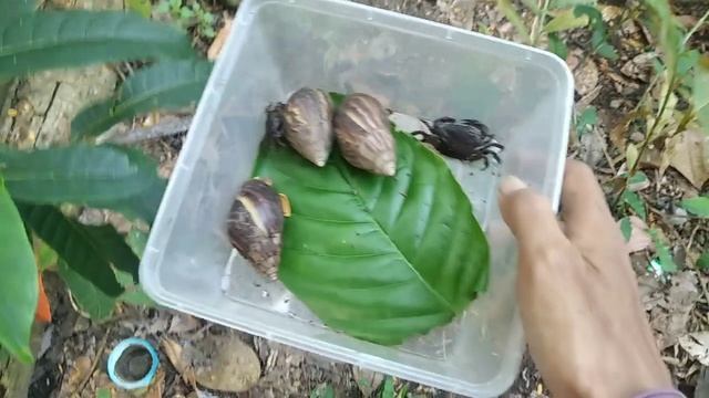Hunting Snails Kepiting, Keong, Siput, Bekicot, Kelomang, Umang Umang #keong #kelomang смотреть онлайн