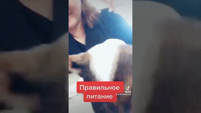 какие каши можно собакам смотреть онлайн