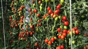 Томат Пасхальное яйцо   описание сорта