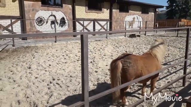 Зоопарк в Воронеже смотреть онлайн