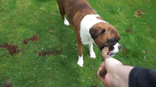 Quick camera test featuring Honey the Boxer dog. смотреть онлайн