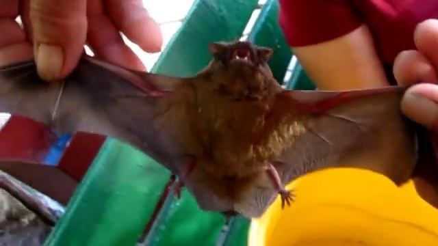 Летучая мышь смотреть онлайн