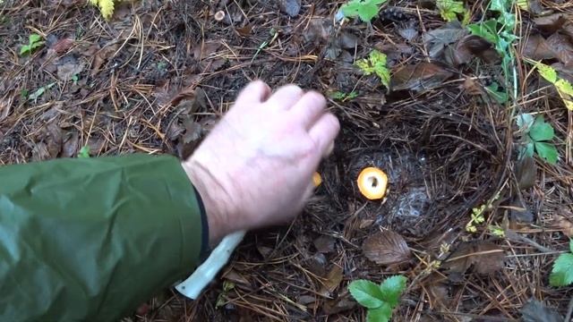 Рыжики из Самарских краев. Рыжие счастье... смотреть онлайн